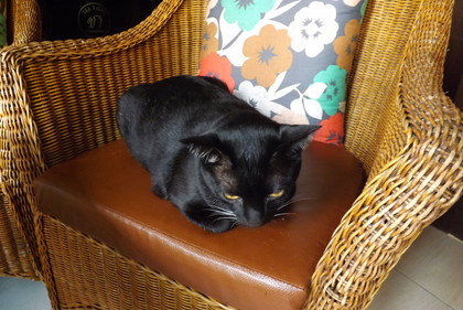 店内の黒猫